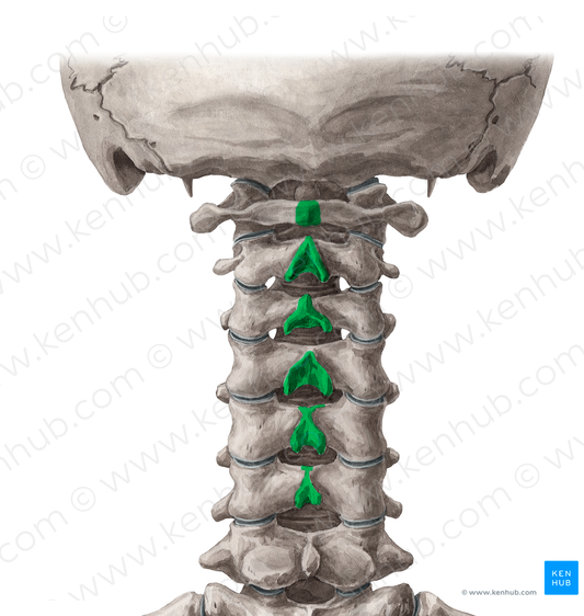 Spinous processes of vertebrae C1-C6 (#18537)