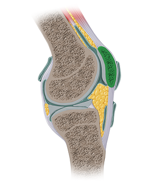 Patella (#13914)