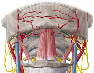 Hypoglossal nerve (#6458)