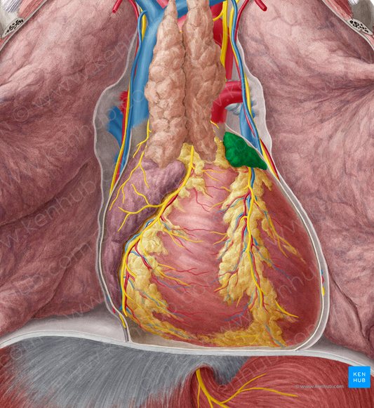 Left auricle of heart (#2130)