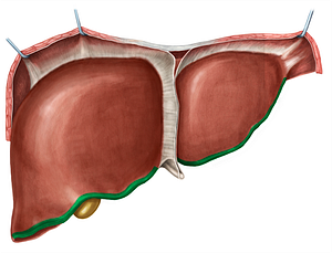 Inferior border of liver (#4923)