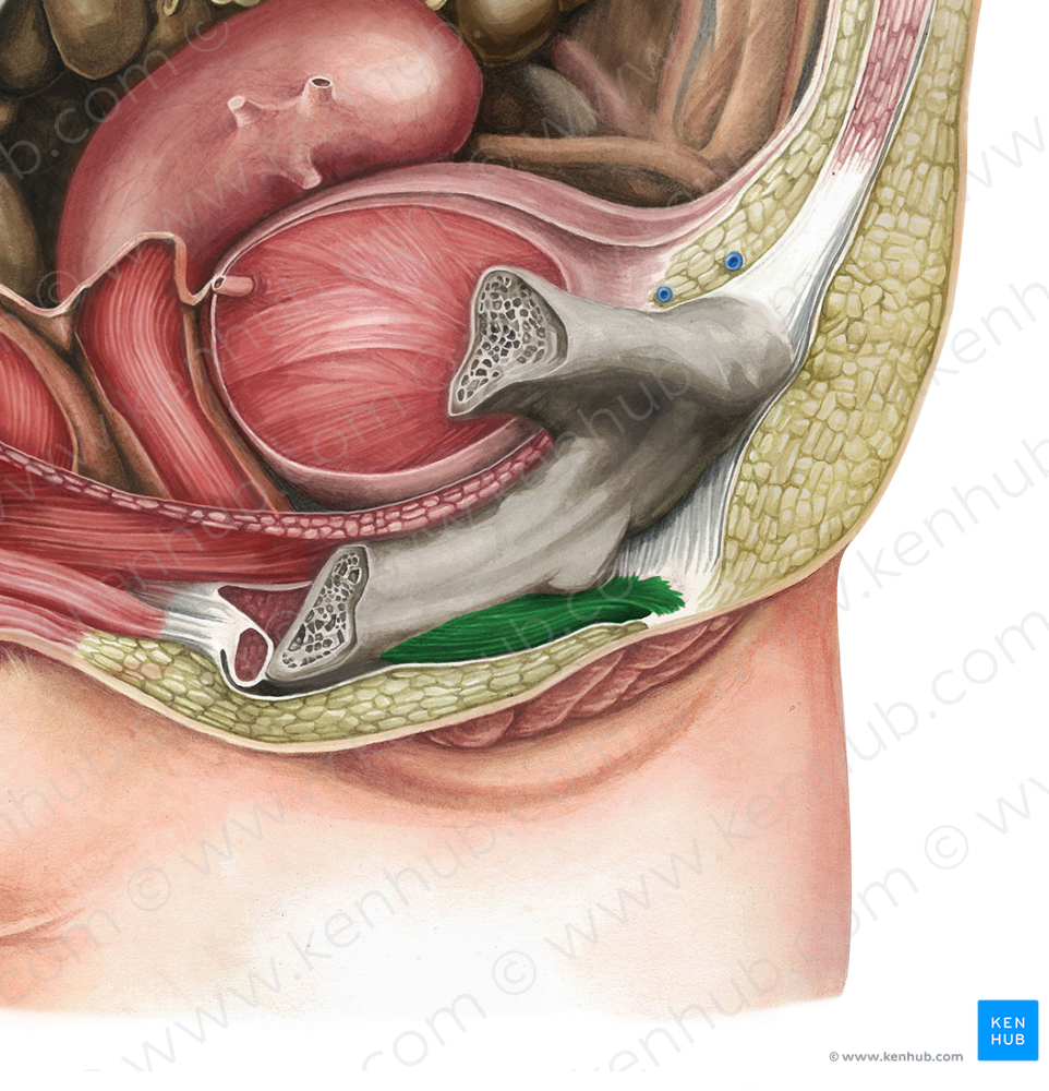 Ischiocavernosus muscle (female) (#5504)