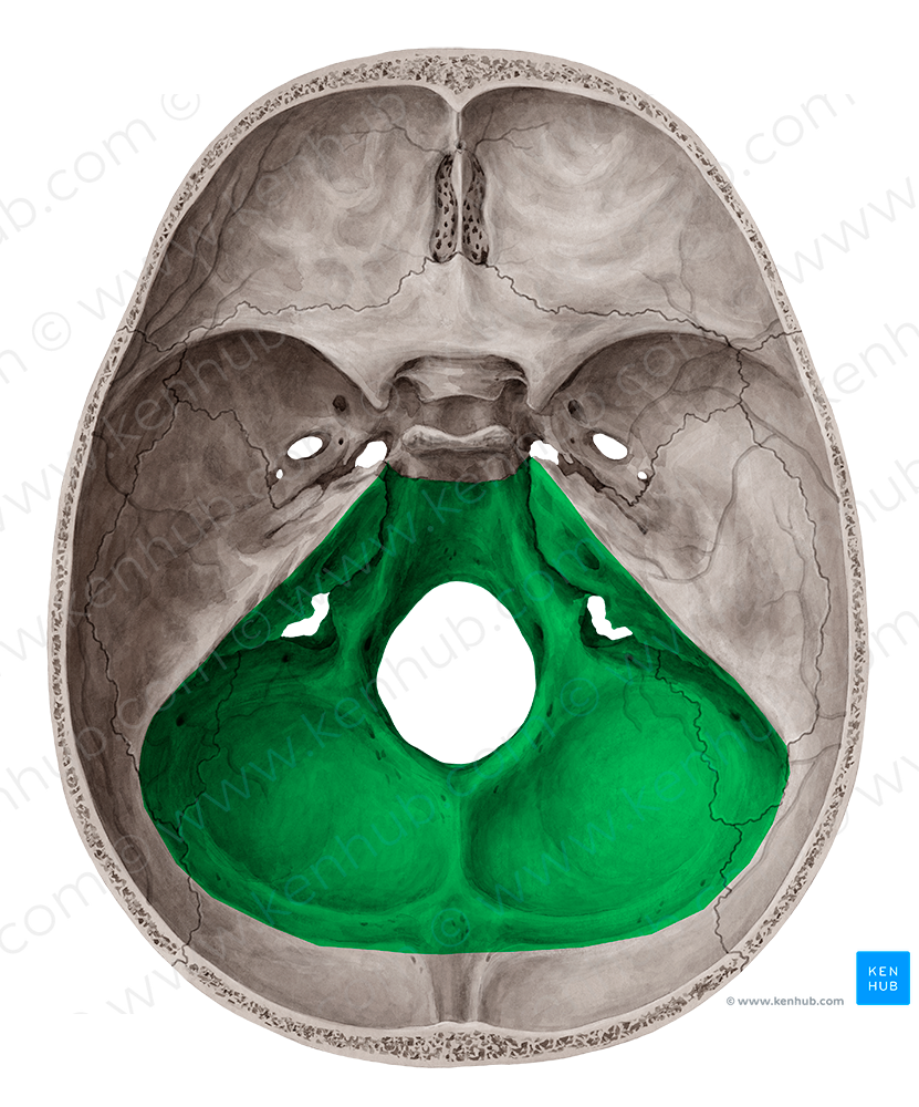 Posterior cranial fossa (#3844)