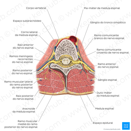 Spinal cord in situ (Portuguese)