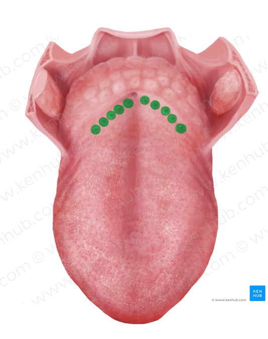 Vallate papillae (#7635)