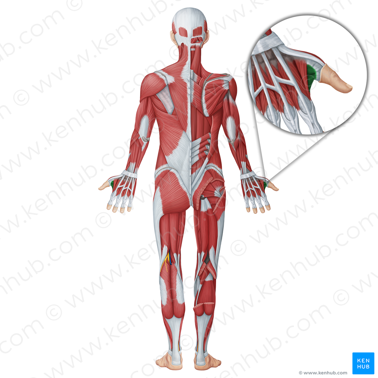 Adductor pollicis muscle (#18642)