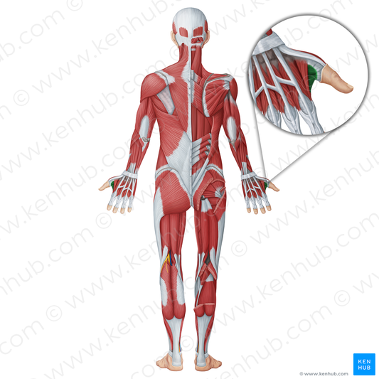 Adductor pollicis muscle (#18642)