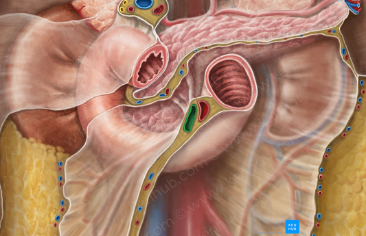 Superior mesenteric vein (#10415)