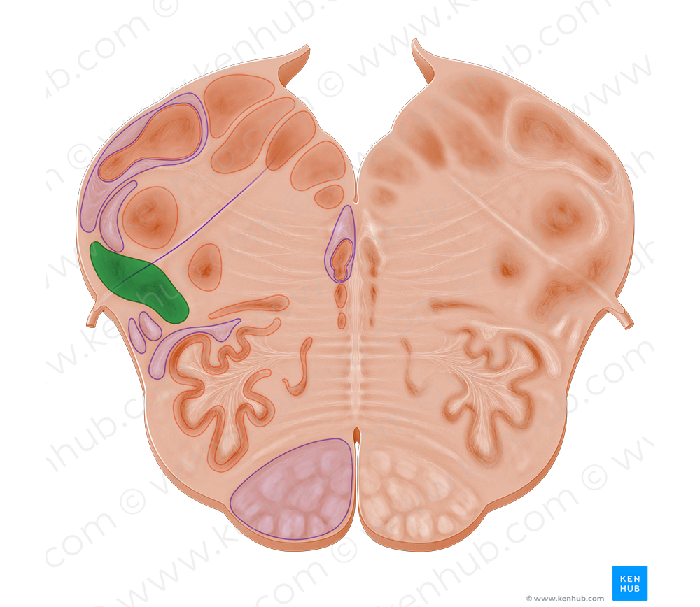 Lateral reticular nucleus (#10956)