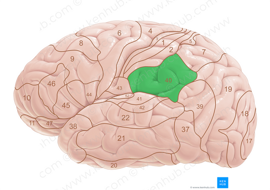 Brodmann area 40 (#18053)