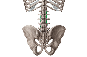 Medial intertransversarii lumborum muscles (#18807)