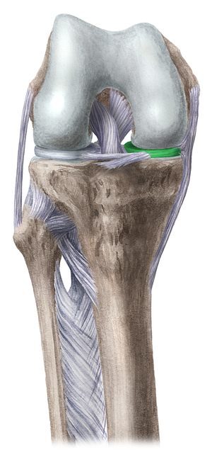 Medial meniscus (#5063)