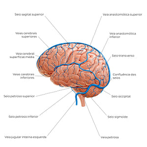 Cerebral veins - Lateral view (Portuguese)