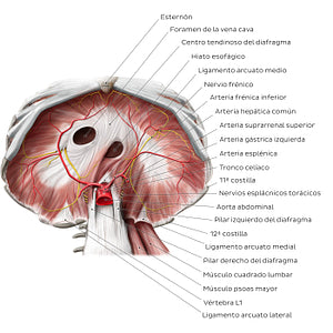 Abdominal surface of the diaphragm (Spanish)