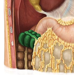 Transverse colon (#2764)