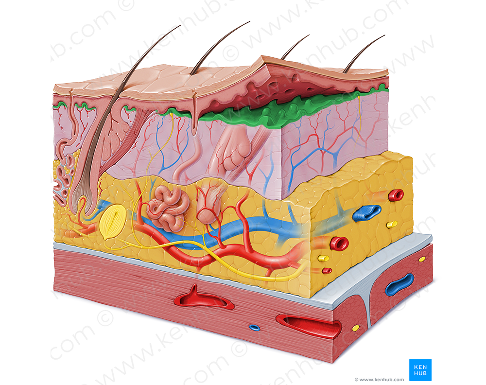 Papillary layer of dermis (#9174)