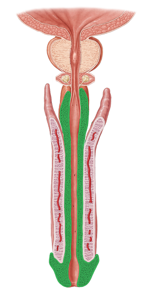 Corpus spongiosum of penis (#2992)