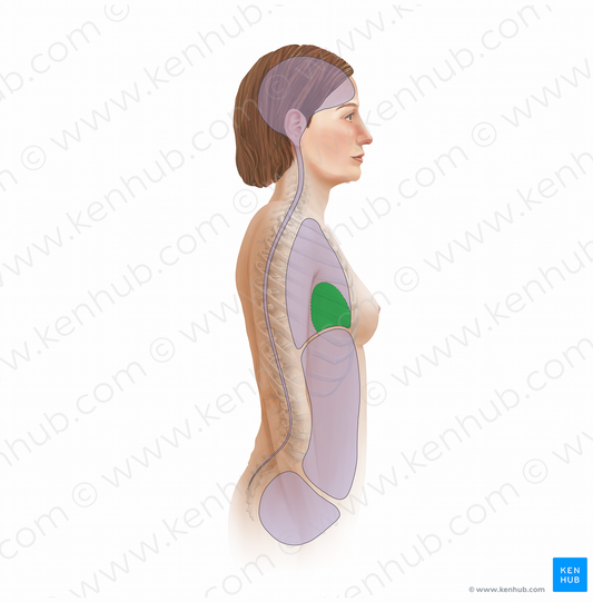 Pericardial cavity (#11699)