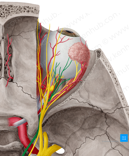 Oculomotor nerve (#6618)