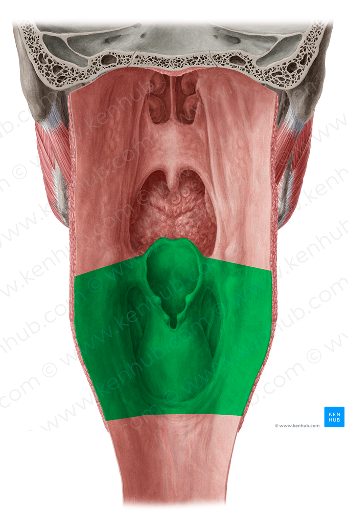 Laryngopharynx (#7728)