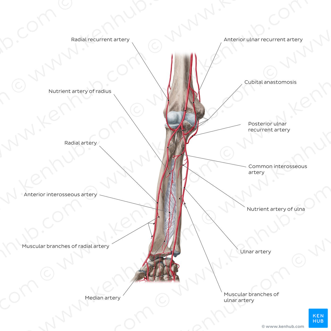 Arteries of the forearm: Anterior view (English)