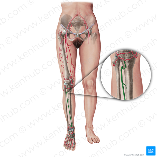 Anterior tibial artery (#19406)