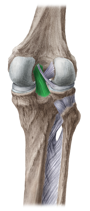 Posterior cruciate ligament (#4522)