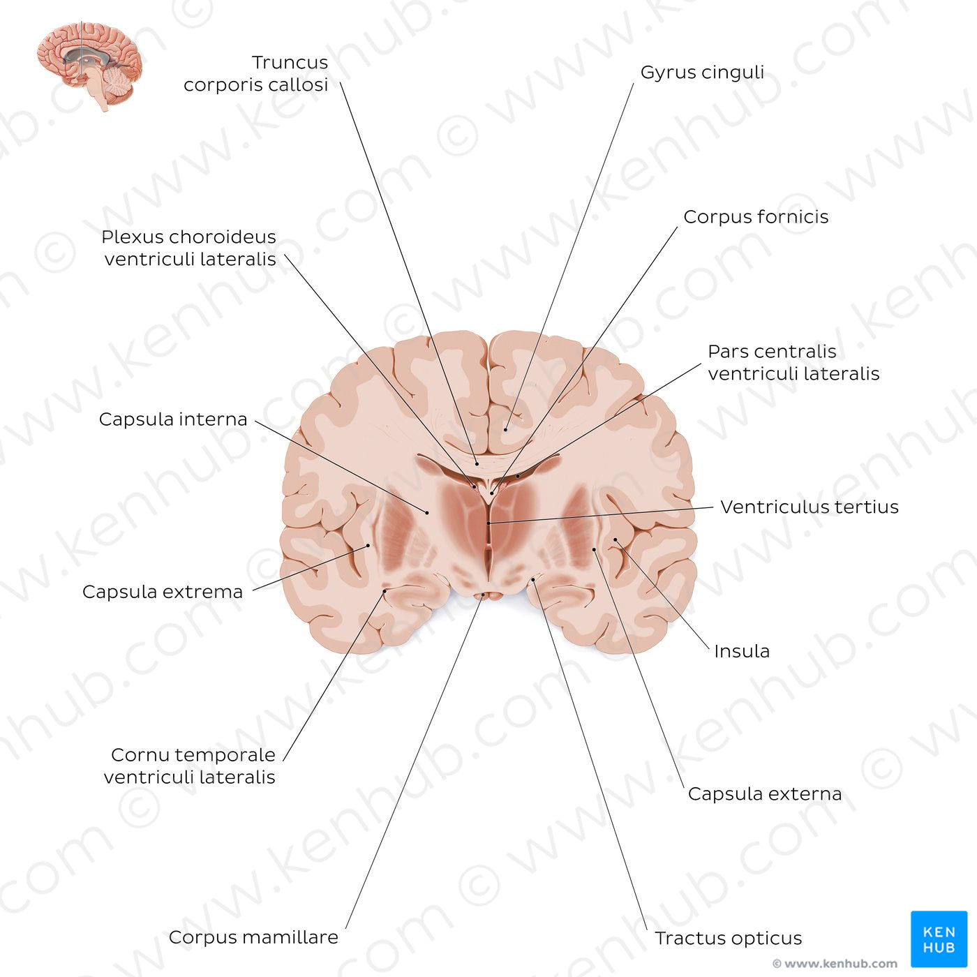 Coronal section of the brain (thalamus level): White matter structures (Latin)