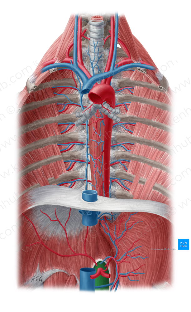 Abdominal aorta (#705)