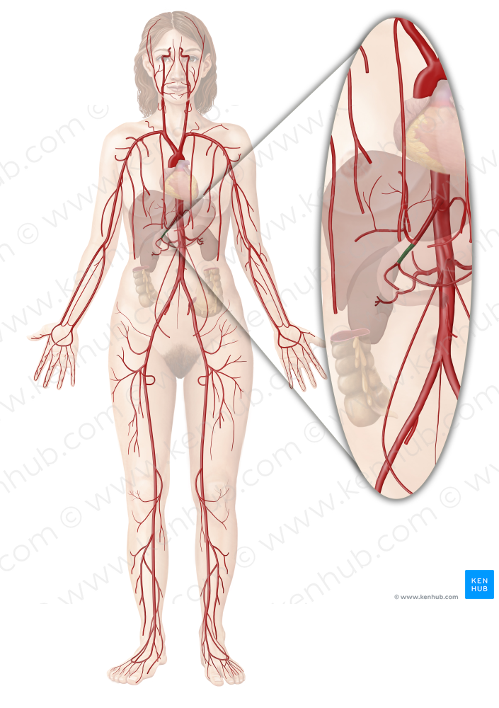 Gastroduodenal artery (#1293)