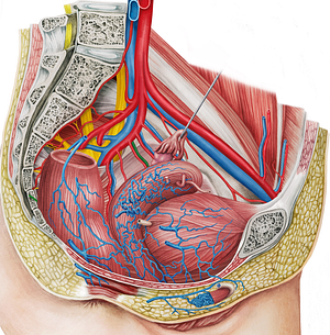 Left inferior vesical vein (#10679)