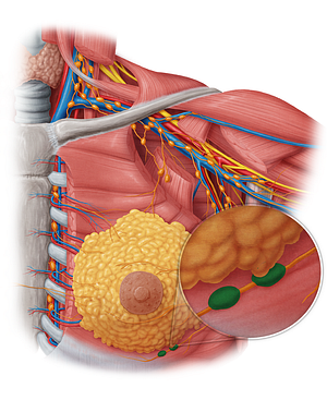 Submammary lymph nodes (#7113)