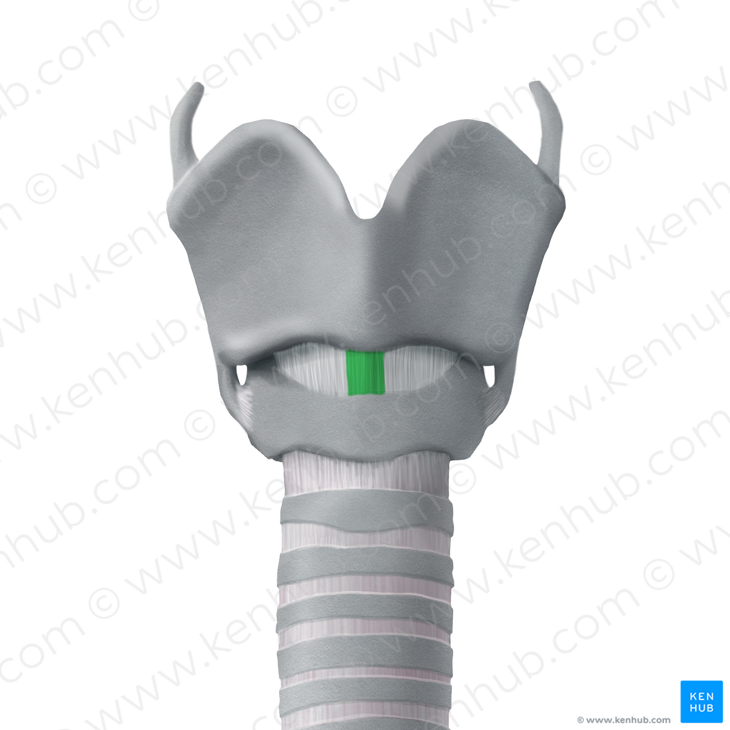Median cricothyroid ligament (#4514)