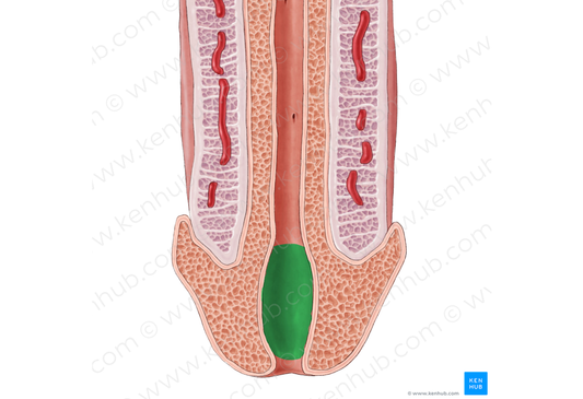 Navicular fossa of urethra (#3866)