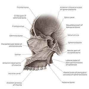 Midsagittal skull (with septum) (English)