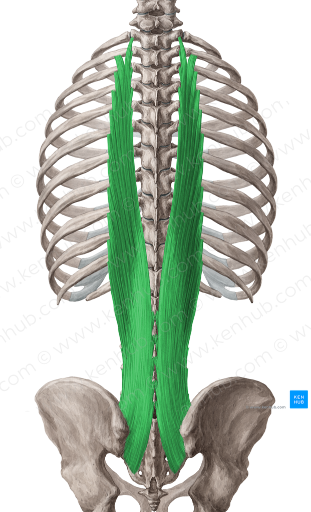 Longissimus thoracis muscle (#5583)