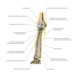 Nerves of the forearm: Anterior view (English)