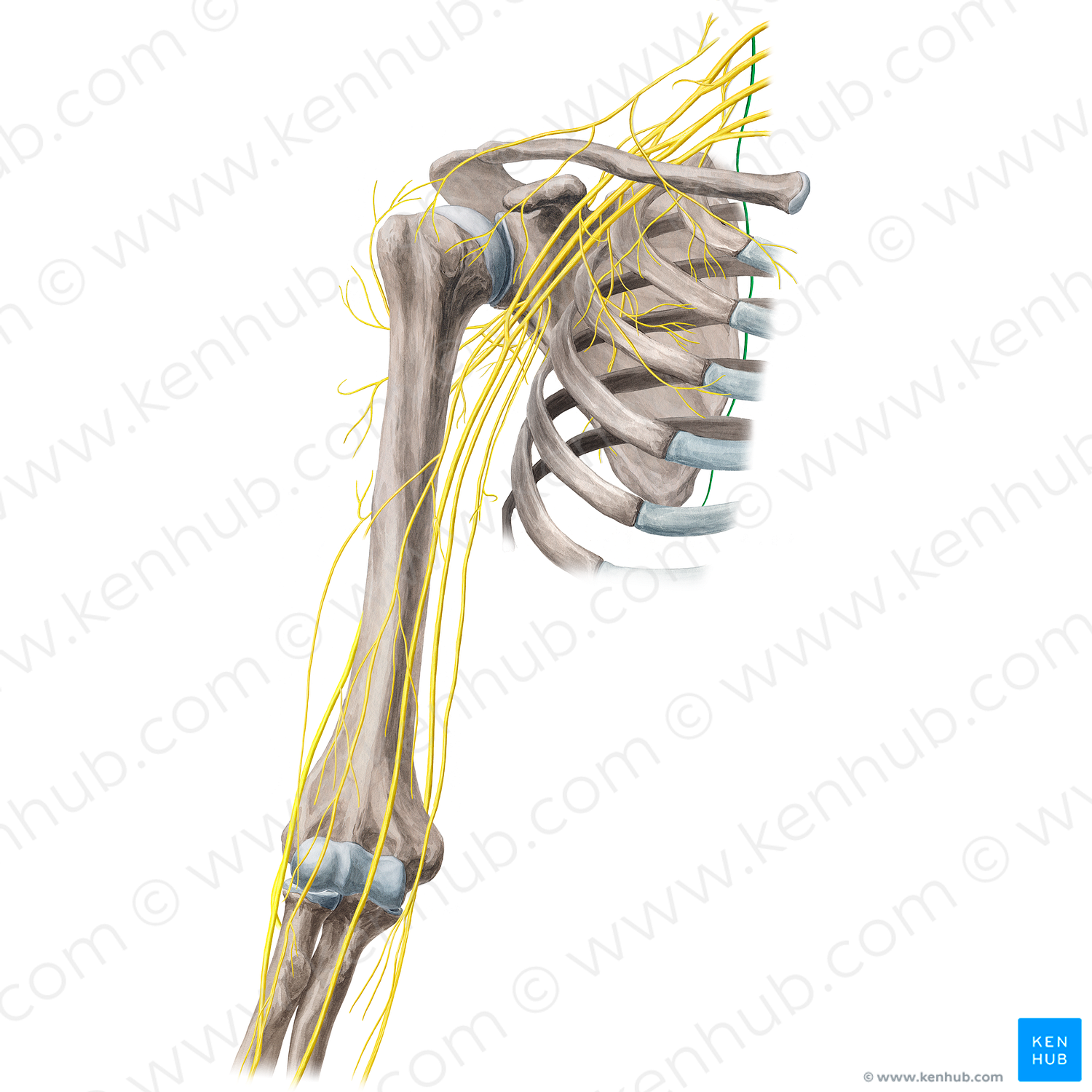 Dorsal scapular nerve (#21663)