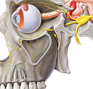 Posterior superior alveolar nerve (#6313)