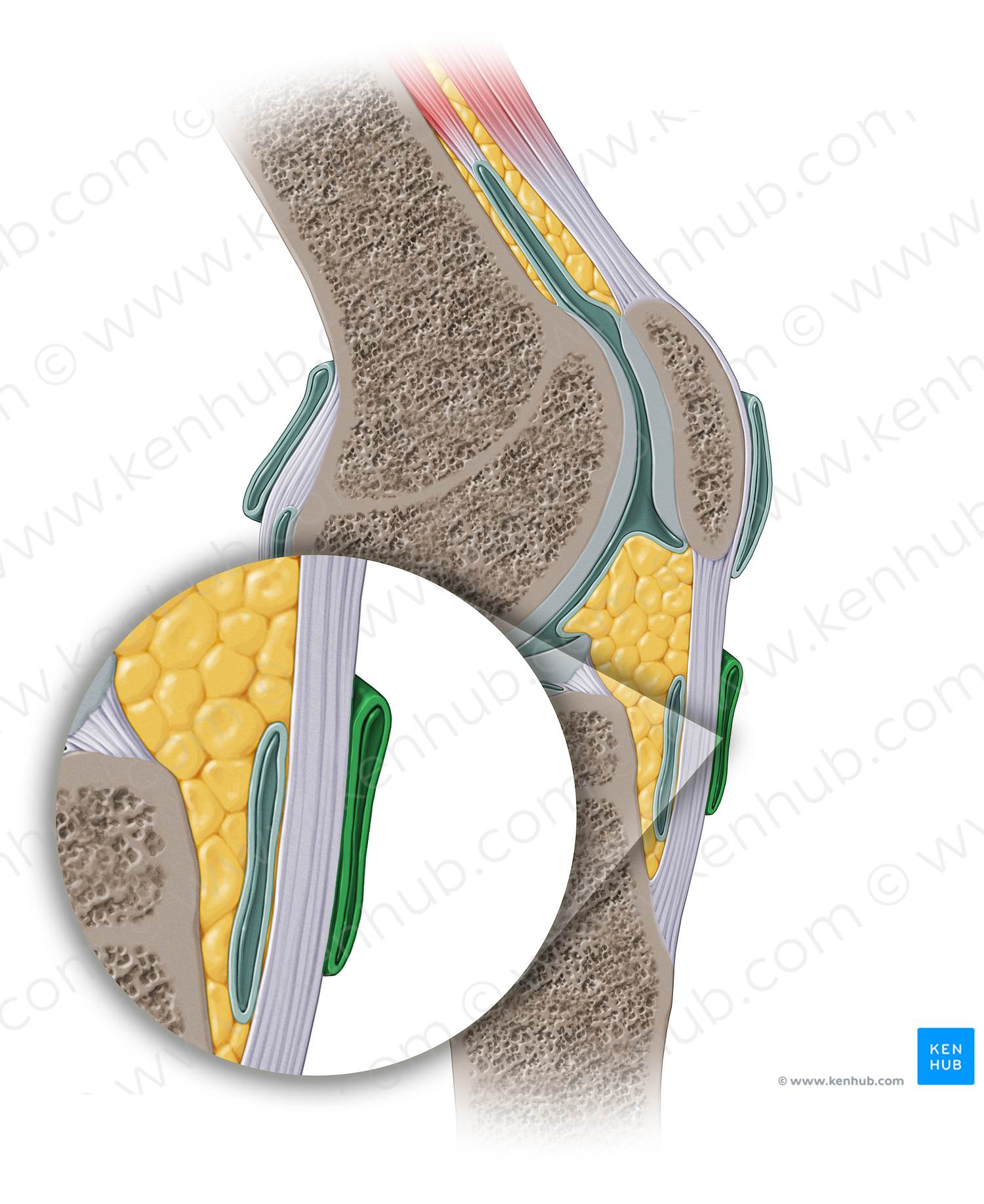 Subcutaneous infrapatellar bursa (#13923)