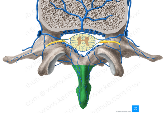 Spinous process of vertebra (#8286)