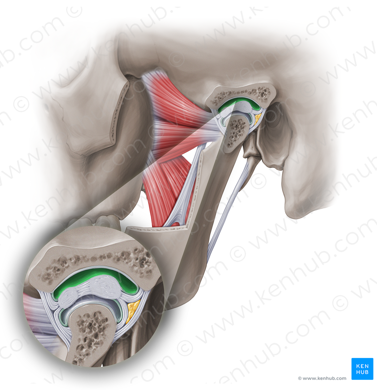 Superior cavity of temporomandibular joint (#18968)