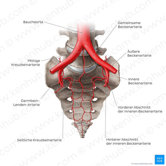 Arteries of the sacrum (German)
