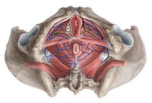 Vein of bulb of vestibule (#10025)