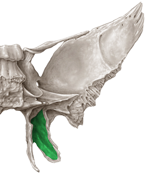 Pterygoid fossa of sphenoid bone (#3875)