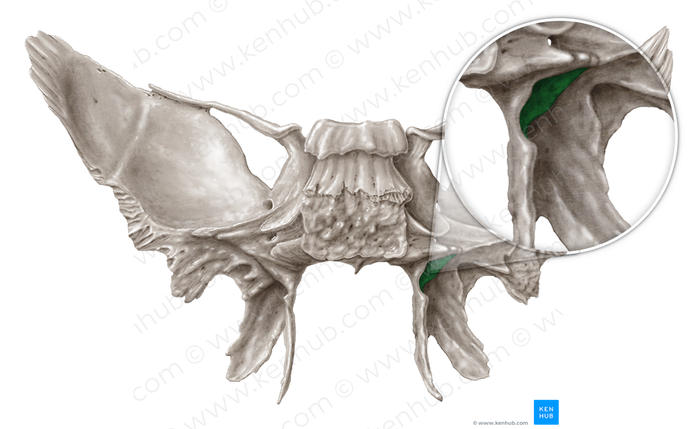 Scaphoid fossa of sphenoid bone (#3883)