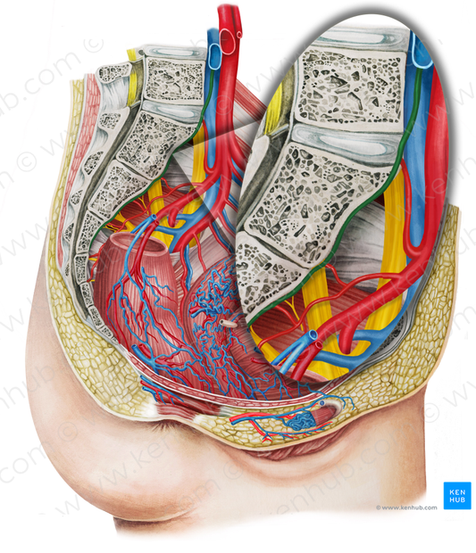 Median sacral artery (#1762)