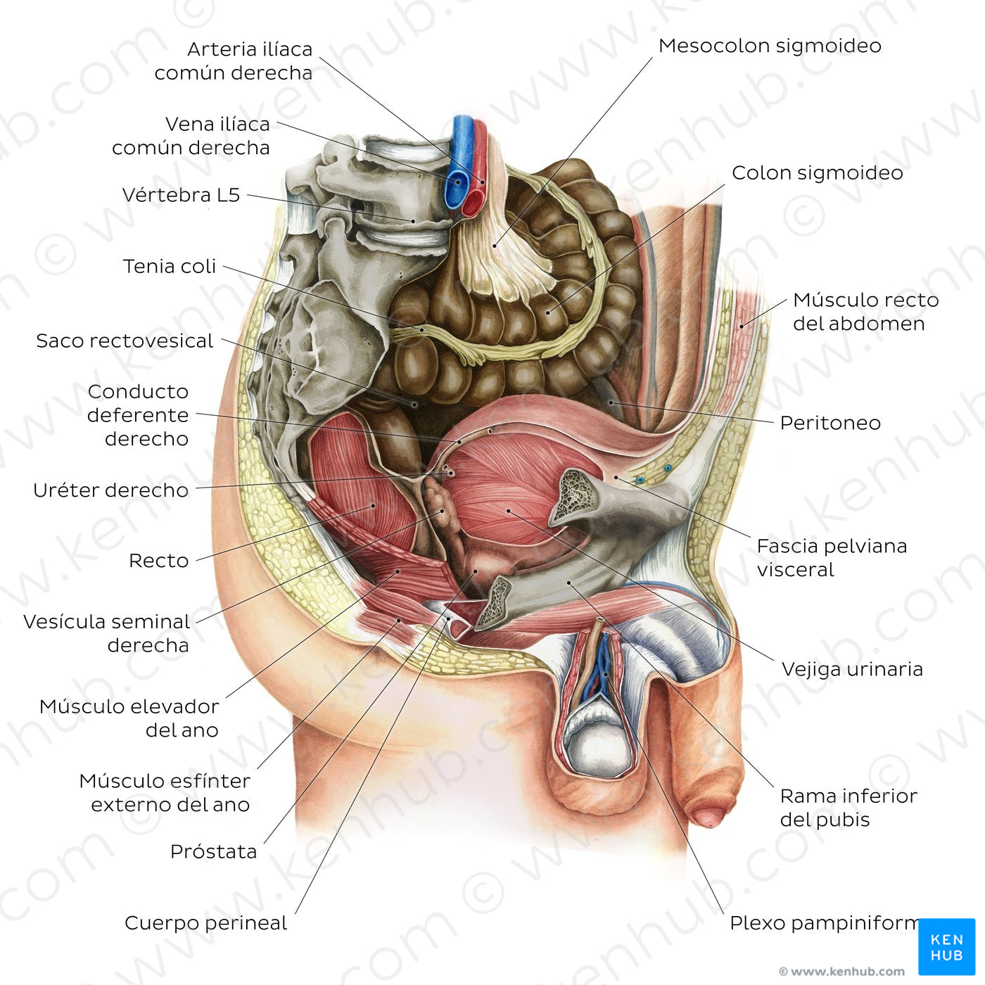 Male pelvic viscera and perineum (Spanish)