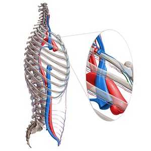 Internal thoracic artery (#1918)