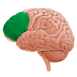 Lateral region of prefrontal cortex (#20332)